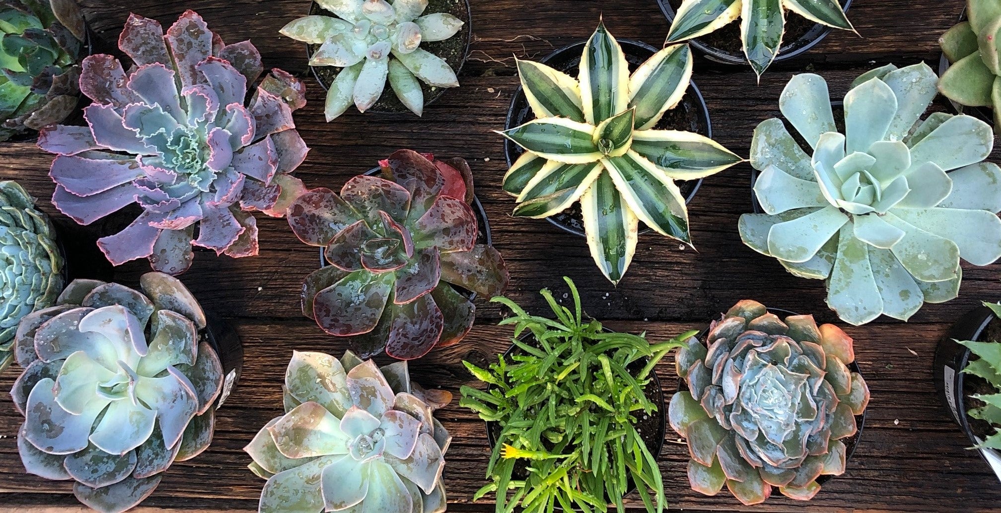 Gift Cards Greenland Garden Centre