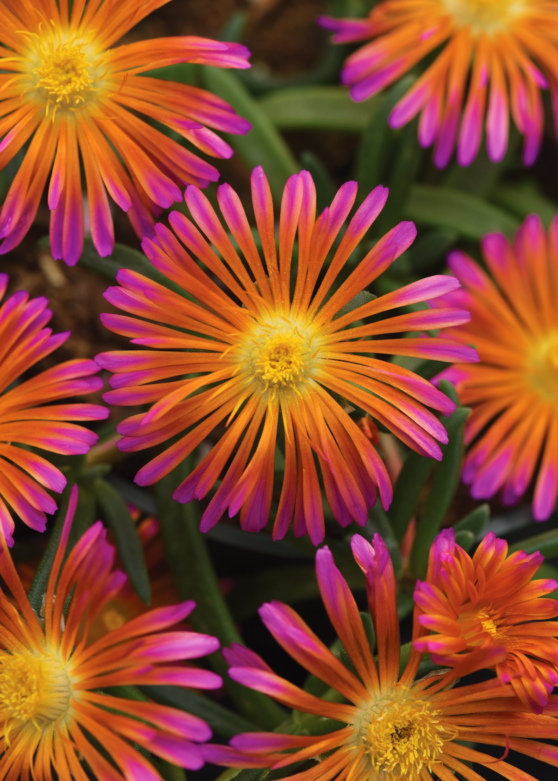 Ice Plant Ocean Sunset Orange Glow – Greenland Garden Centre