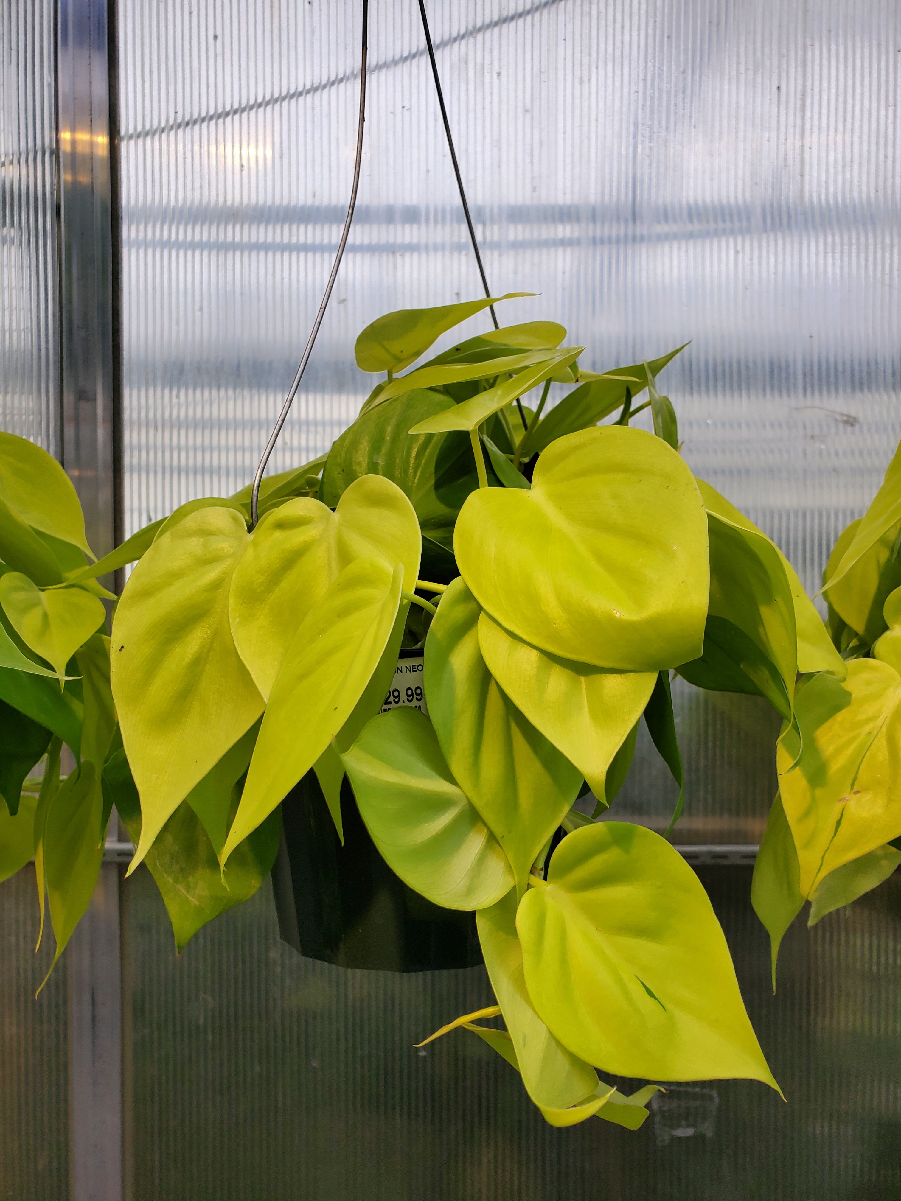 philodendron neon green Philodendron 'Neon'