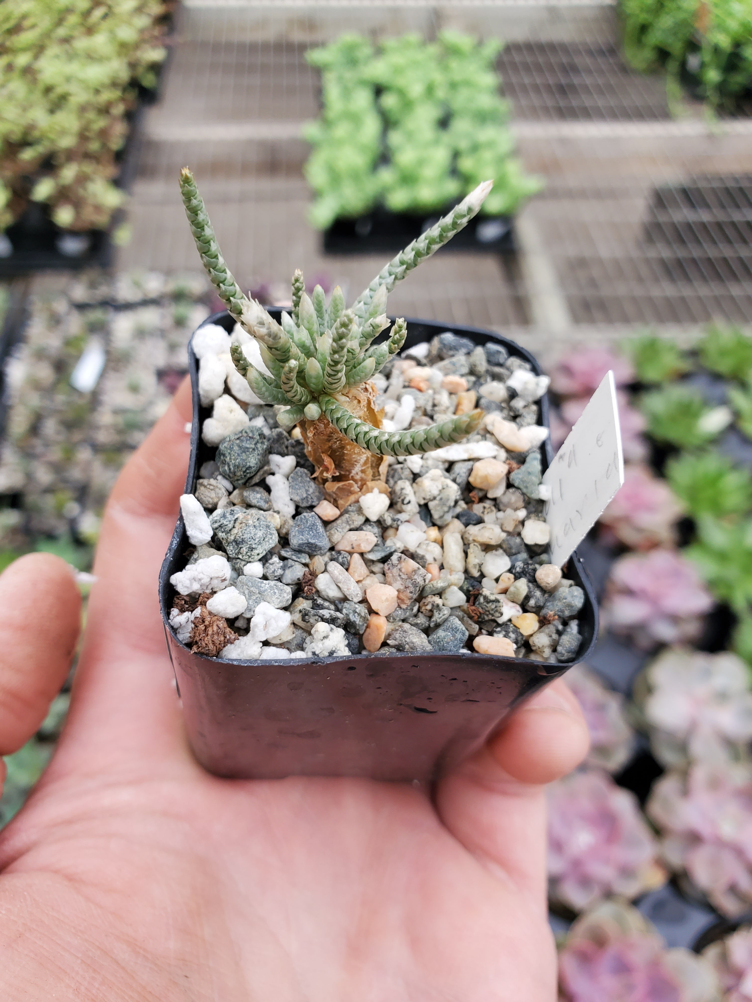 avonia succulent Avonia quinaria – Greenland Garden Centre