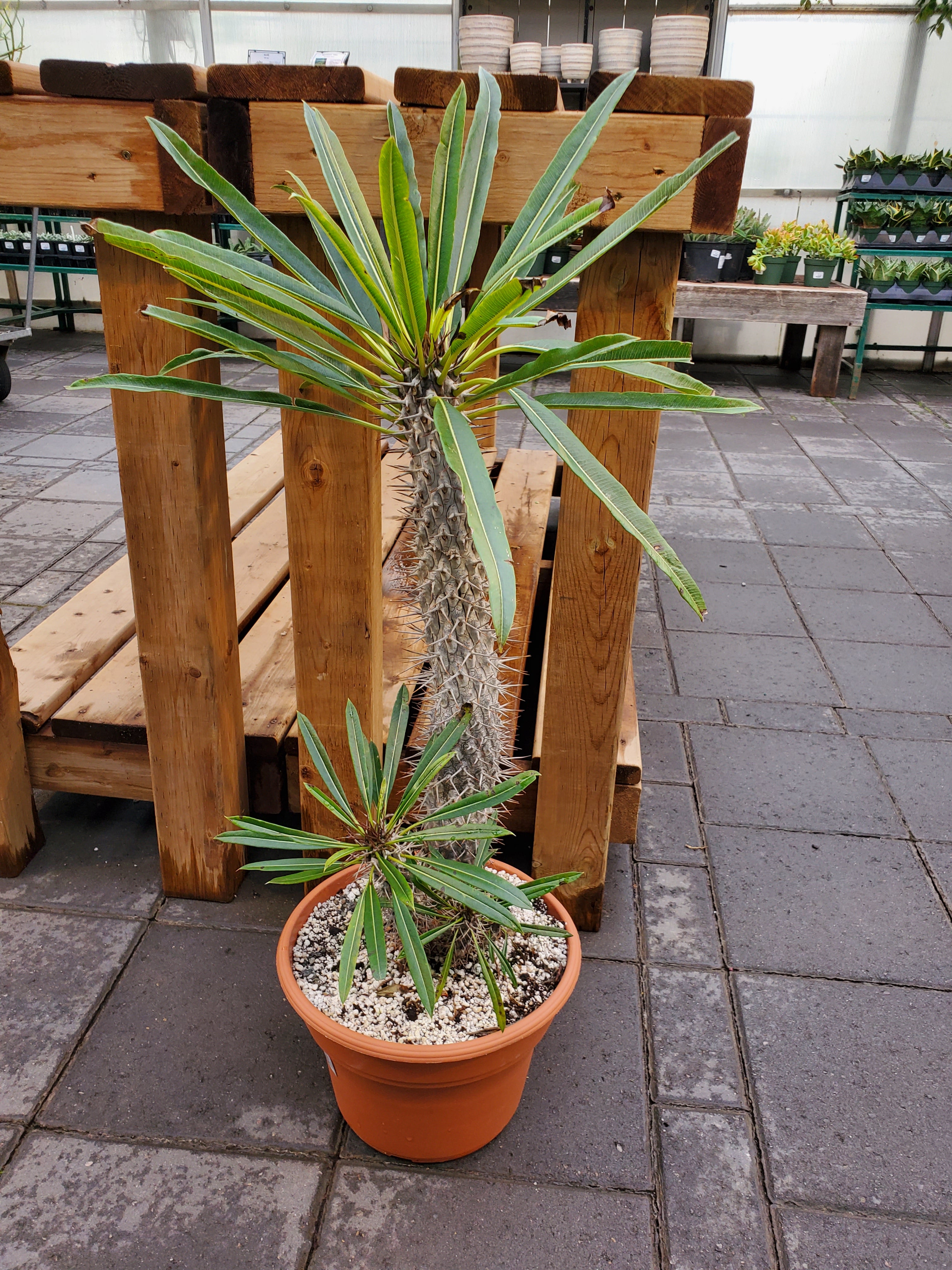 madagascar palm plant Madagascar Palm – Greenland Garden Centre