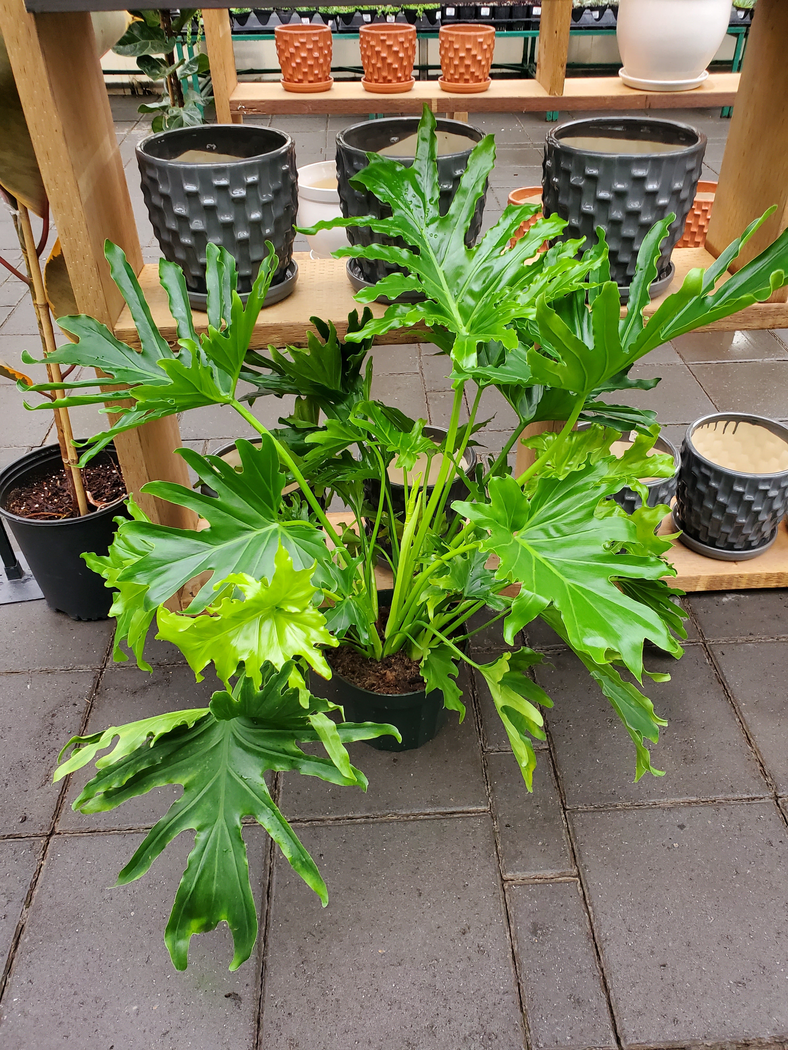 philodendron lickety split light Philodendron 'Lickety Split' – Greenland Garden Centre