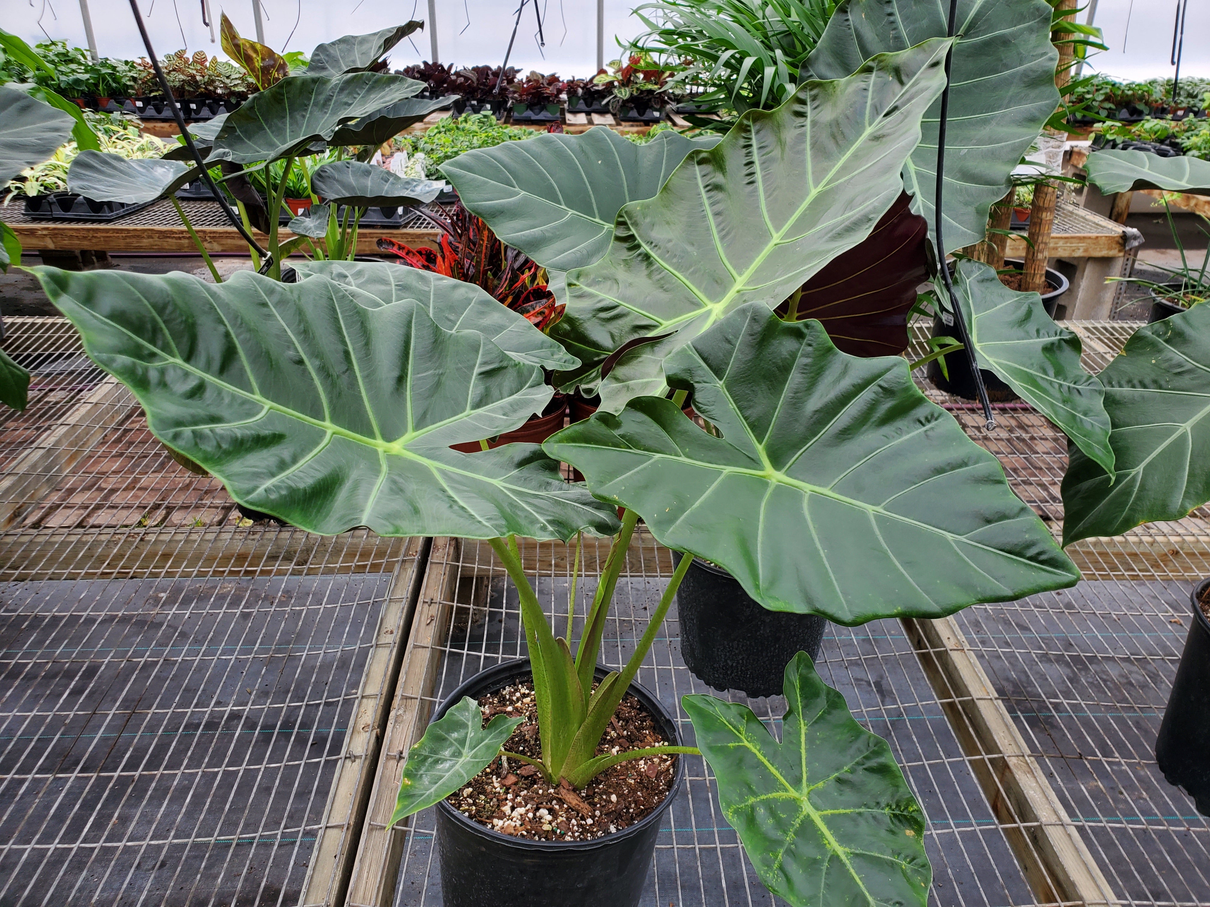 mayan mask elephant ear plant Alocasia 'Mayan Mask' – Greenland Garden Centre