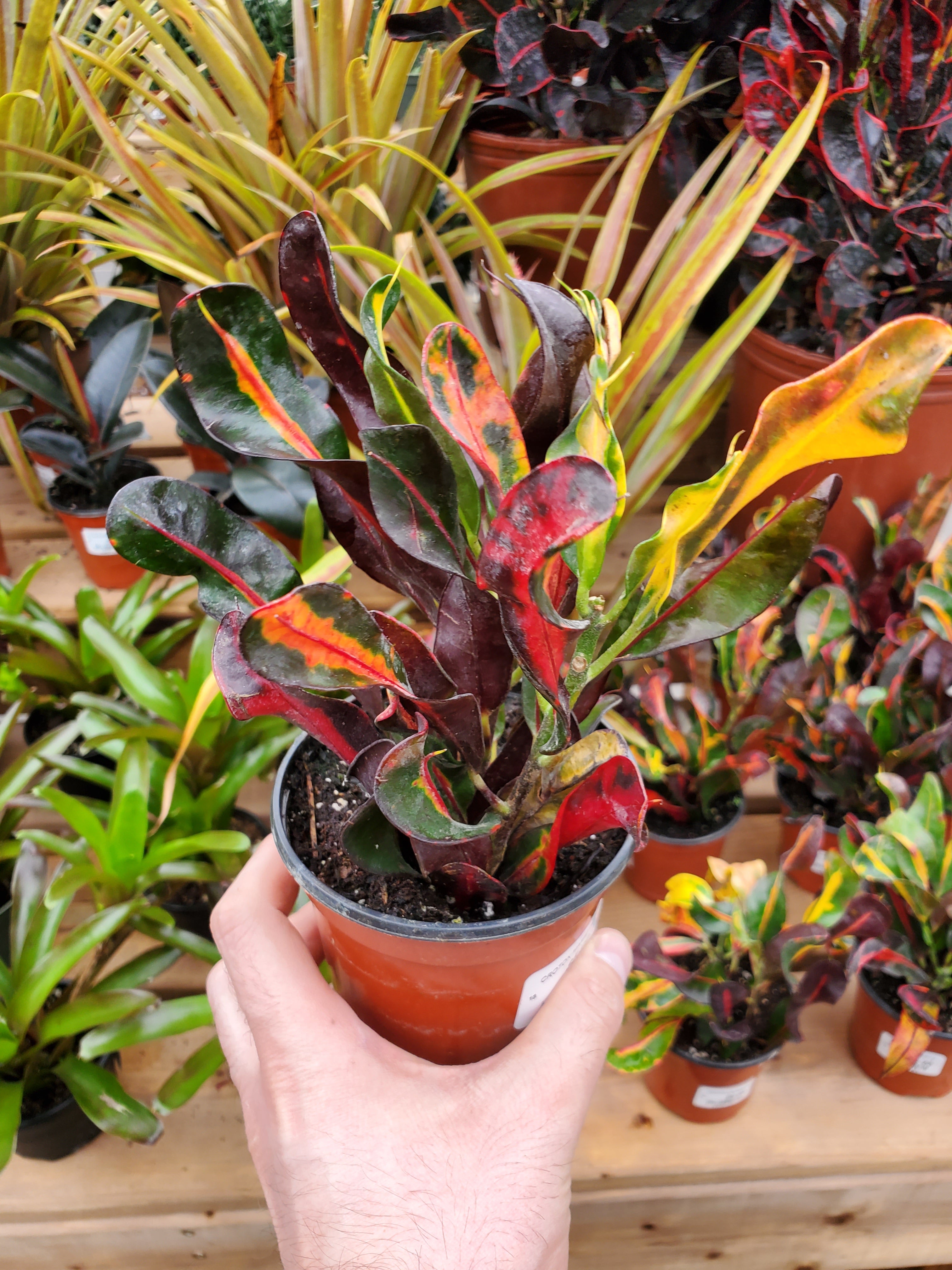 croton mammy plant care Croton 'Mammy' – Greenland Garden Centre