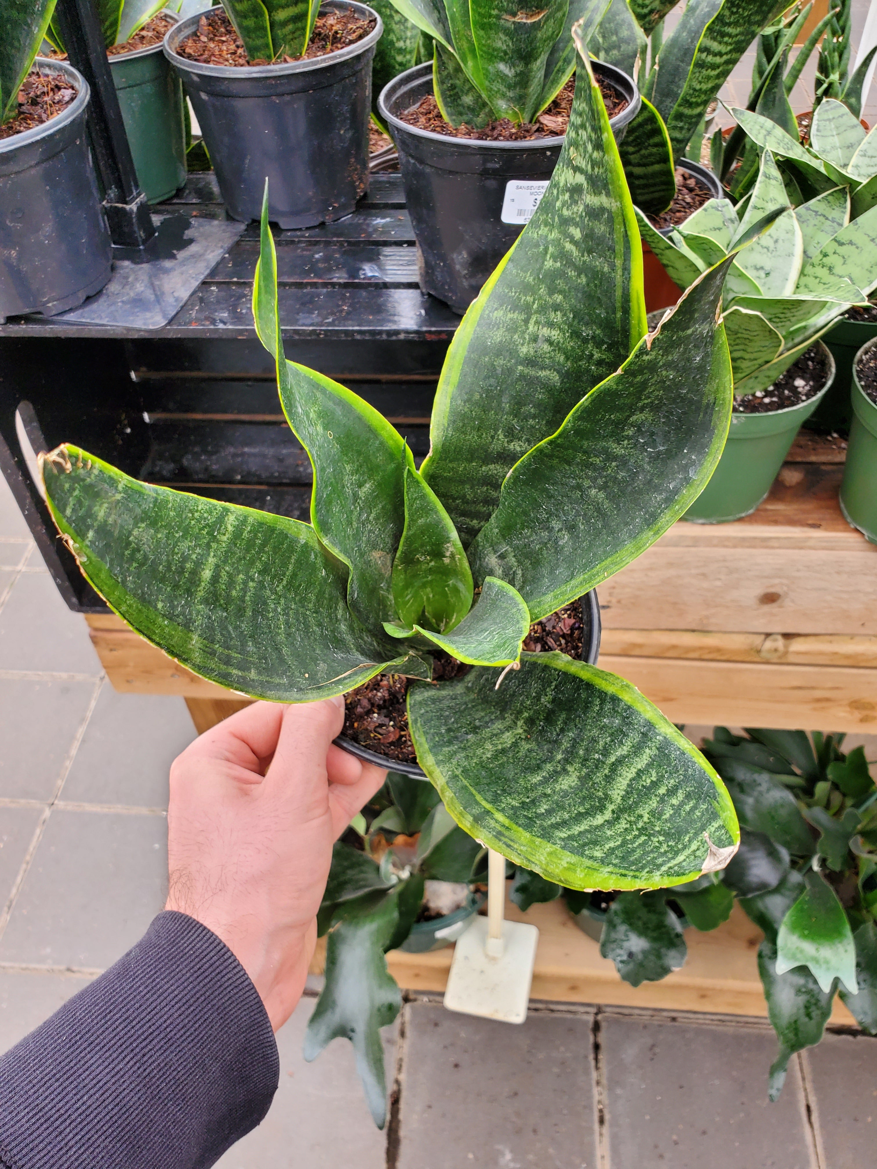 snake plant moon Snake Plant 'Black Moon' – Greenland Garden Centre