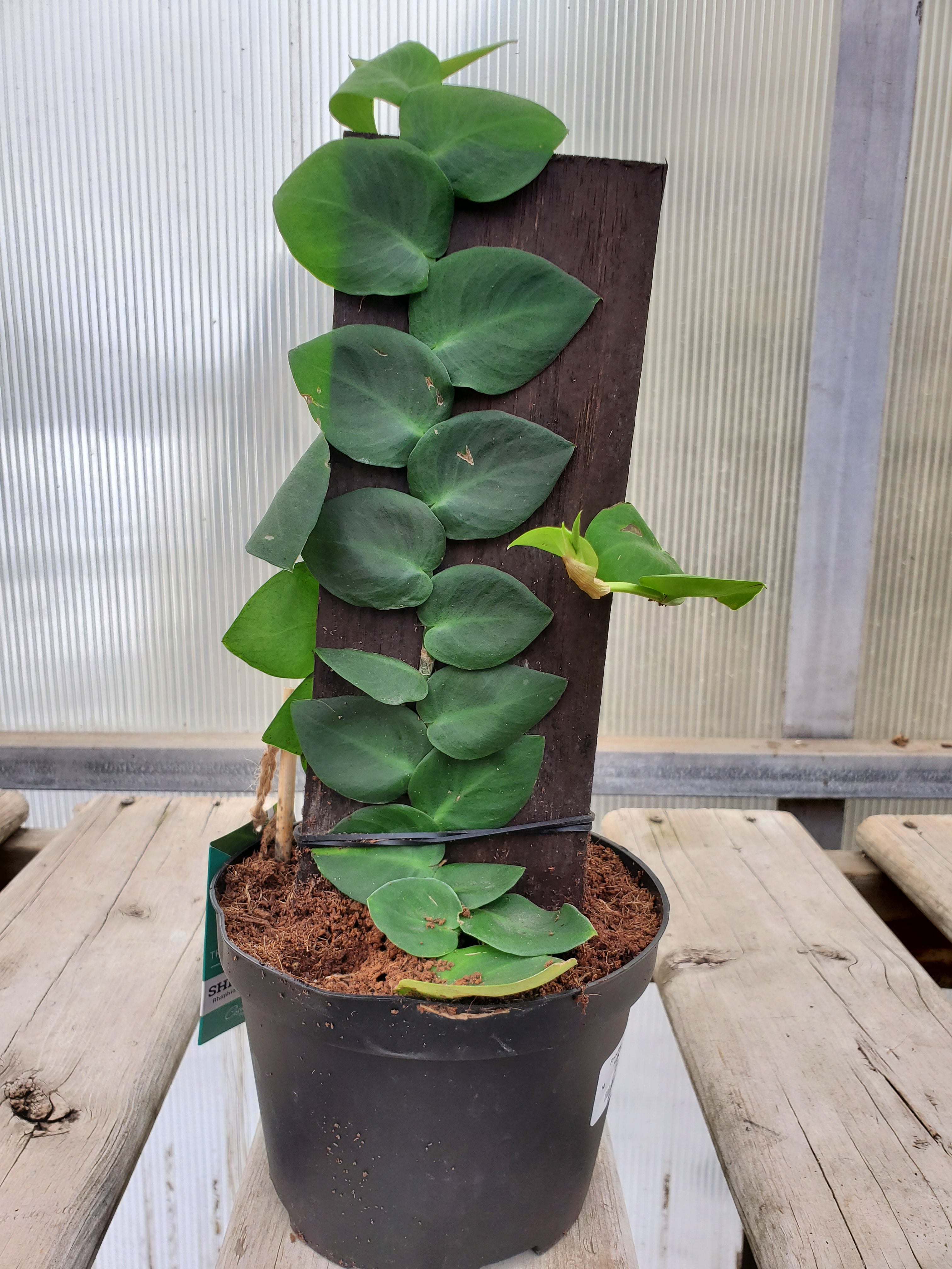 shingle plant indoor Shingle Plant – Greenland Garden Centre