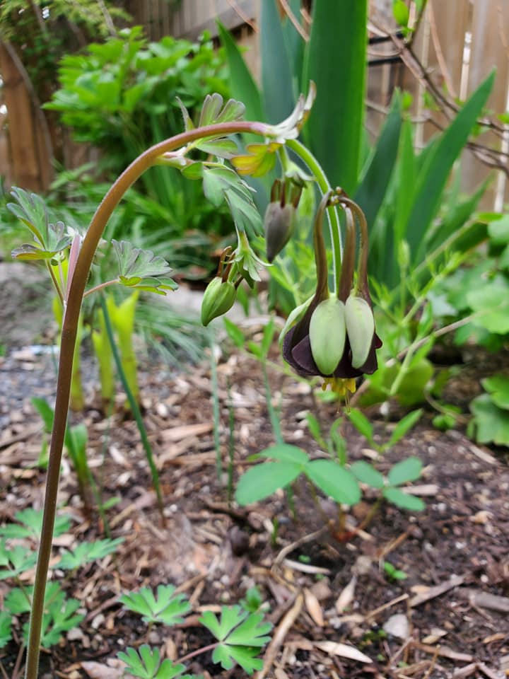 Aquilegia viridiflora 'Chocolate Soldier' (columbine), close-up of flower.