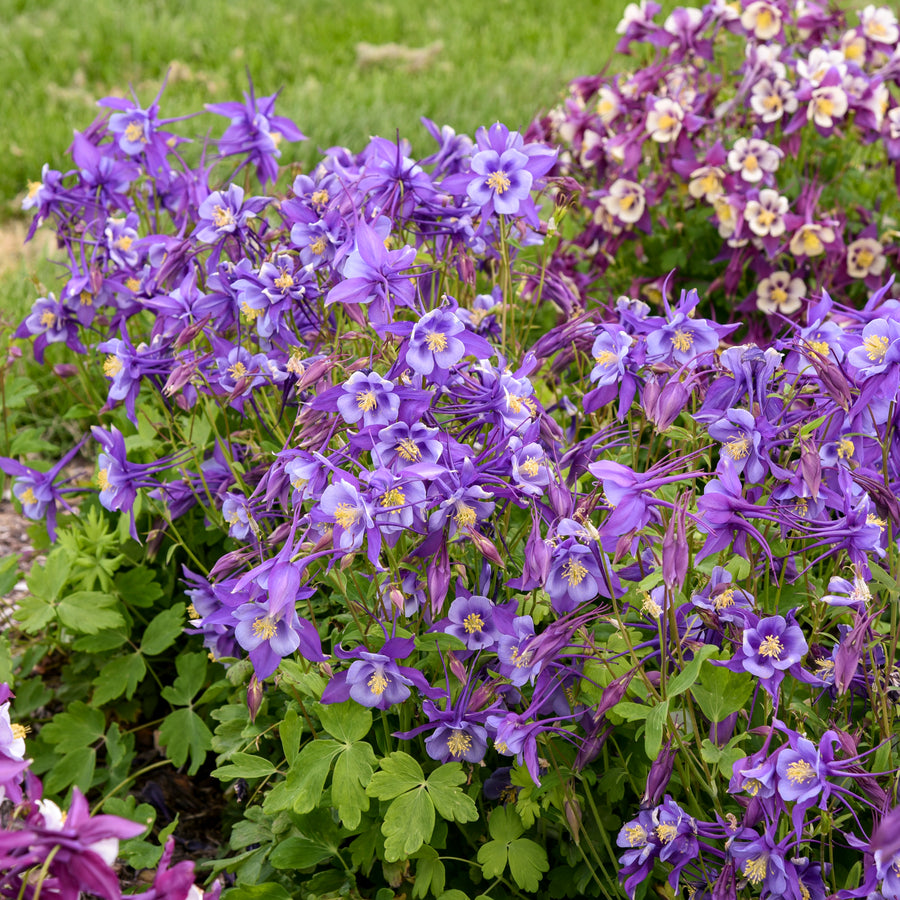 Aquilegia EARLYBIRD Purple Blue (columbine), masses of flowers and foliage.