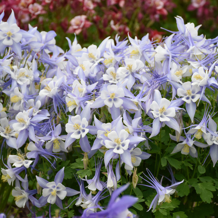 Aquilegia KIRIGAMI Light Blue & White (columbine), mass of flowers.