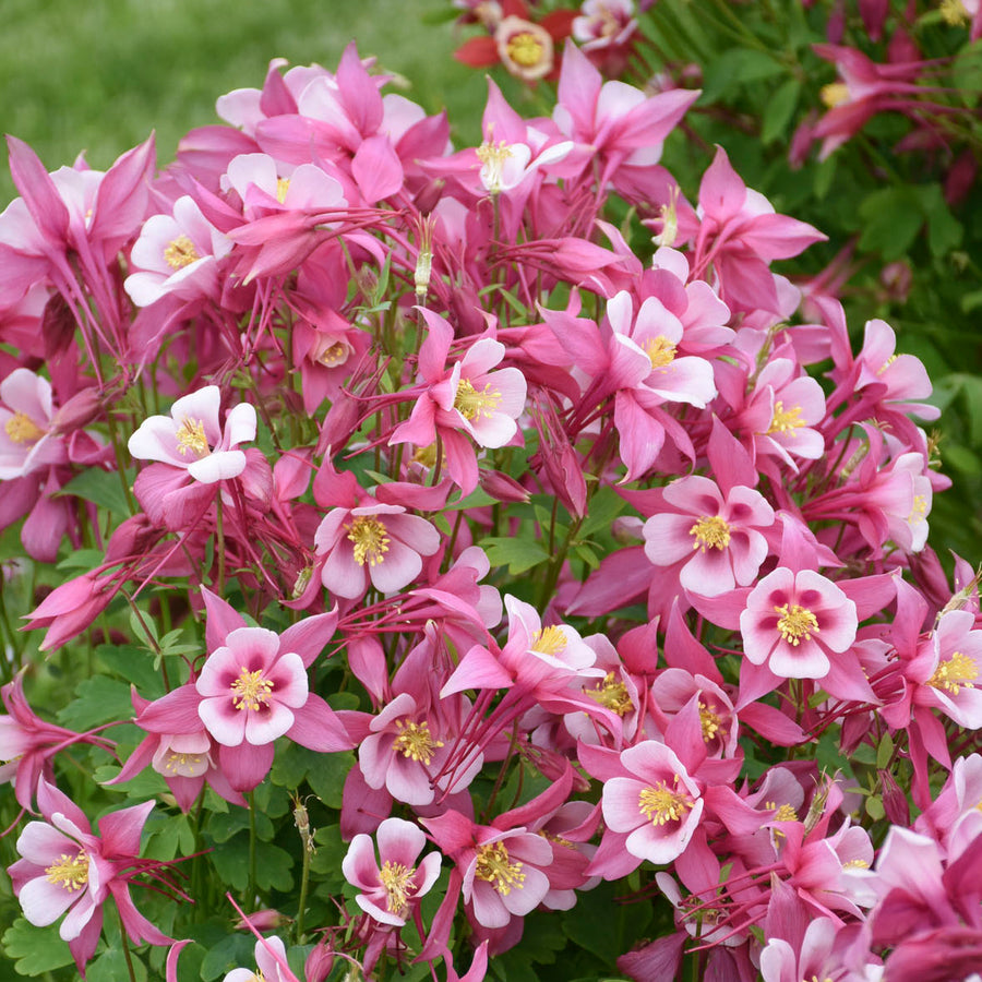 Aquilegia KIRIGAMI Rose & Pink (columbine), close-up of flowers.
