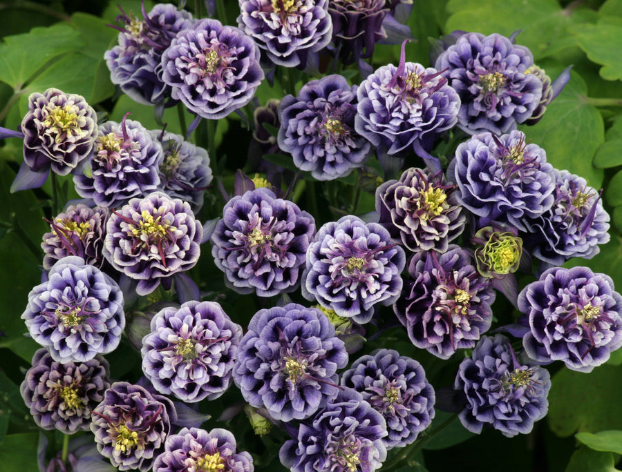 Aquilegia vulgaris Winky Double Dark Blue & White (columbine), close-up of flowers.