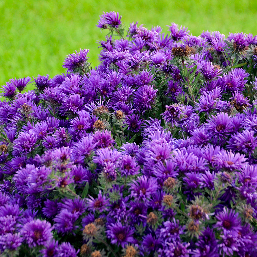 Aster 'Grape Crush', showing a mass of flowers.