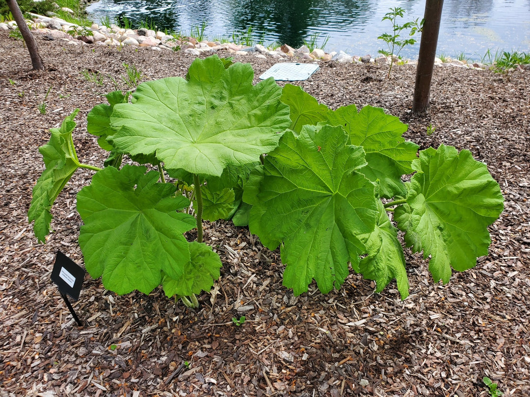 Shieldleaf Rodgersia