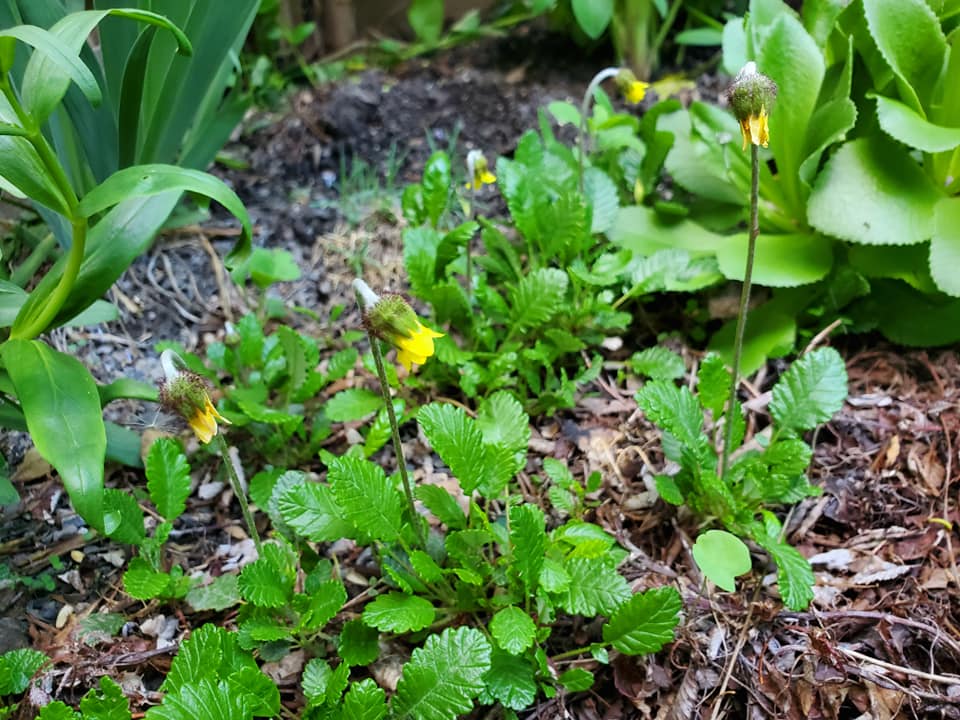 Mountain Avens, Yellow