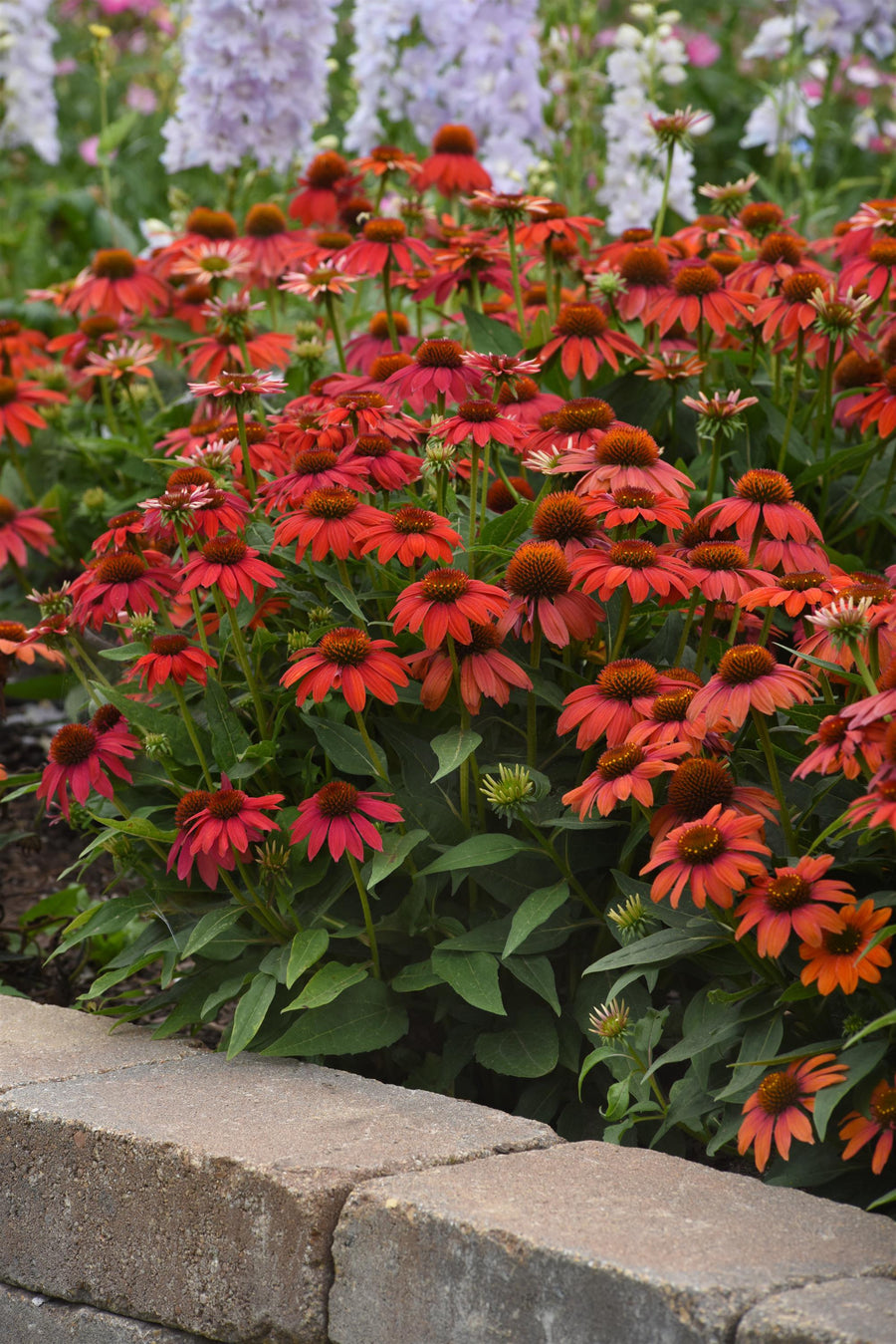 Echinacea Artisan Red Ombre (coneflower), entire plant in bloom.