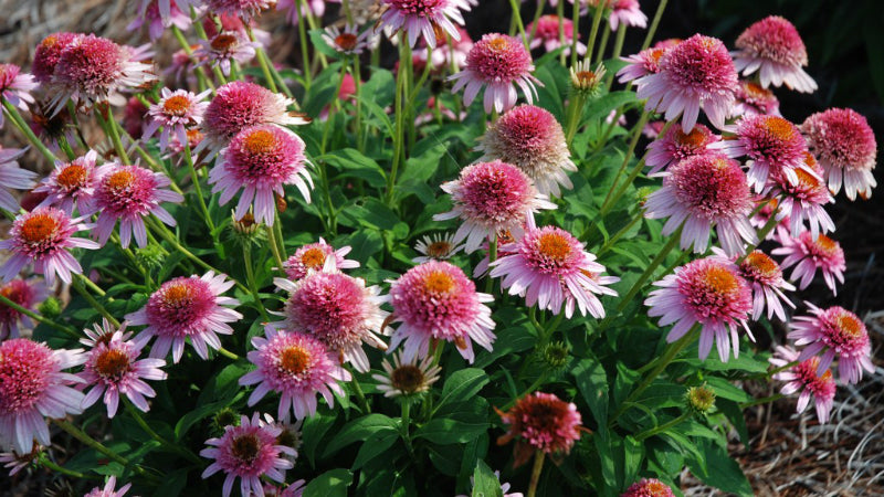 Echinacea 'Butterfly Kisses' (coneflower), mass of flowers.