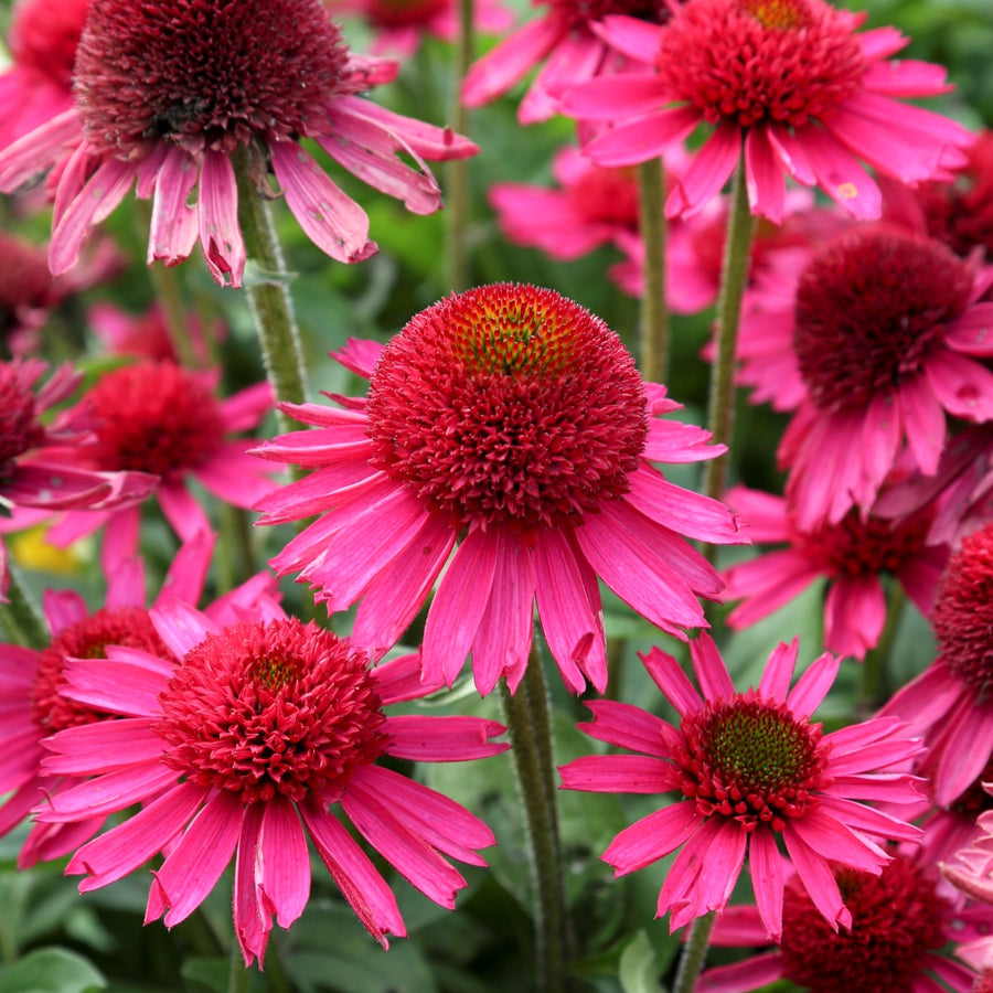 Echinacea 'Delicious Candy' (coneflower), close-up of flowers.