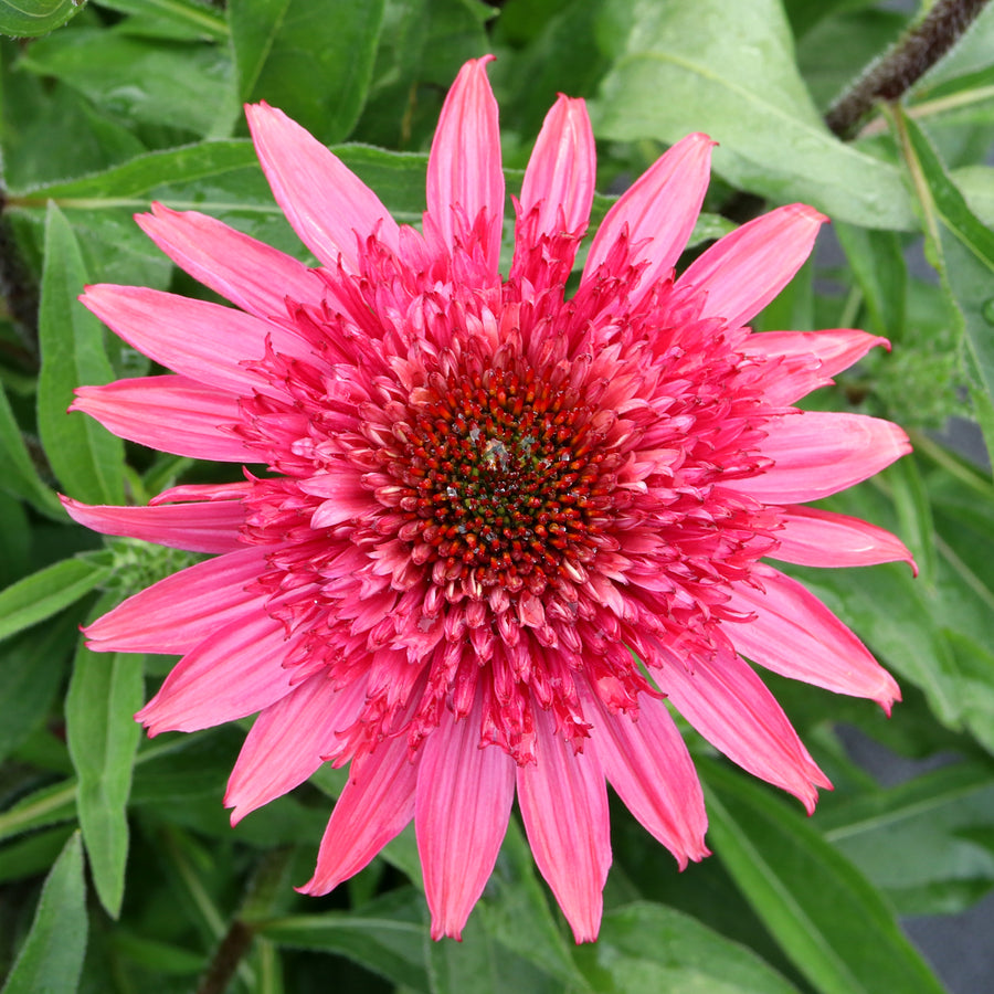 Echinacea 'Giddy Pink', close-up of flower.