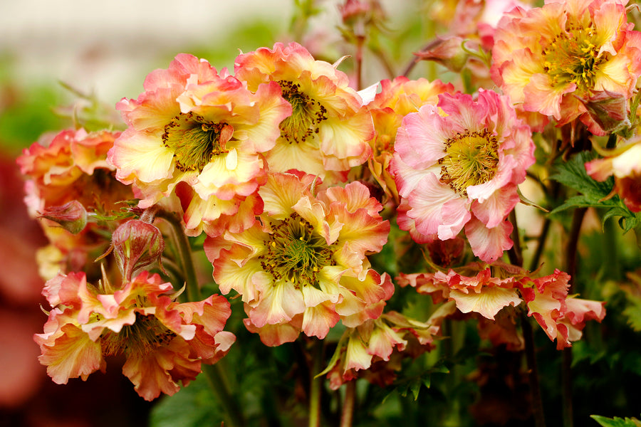Geum PRETTICOATS Peach (avens), close-up of flowers.