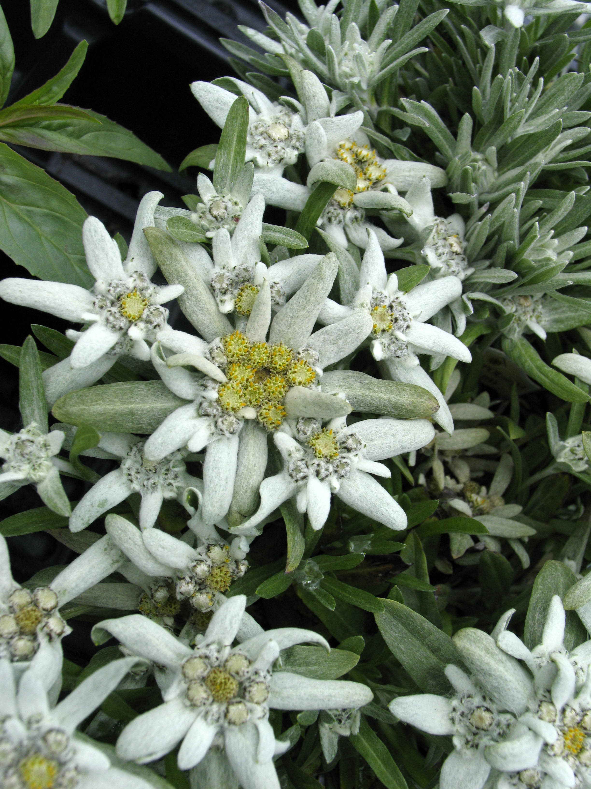 edelweiss indoor plant Edelweiss – Greenland Garden Centre