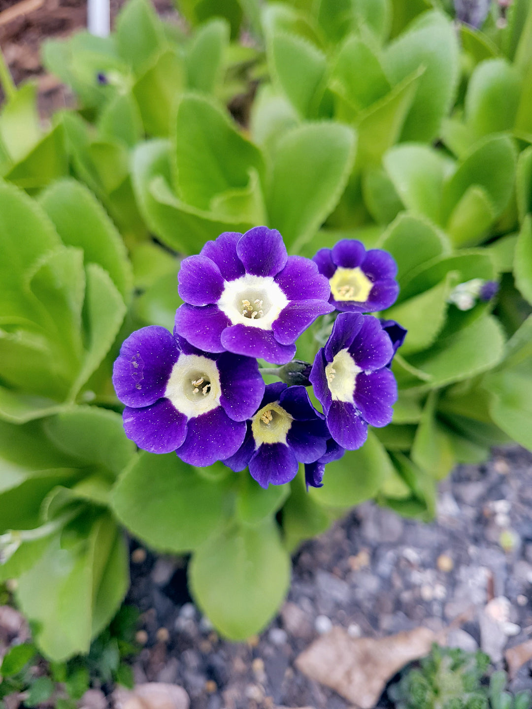 Primrose, Auricula 'Remus'