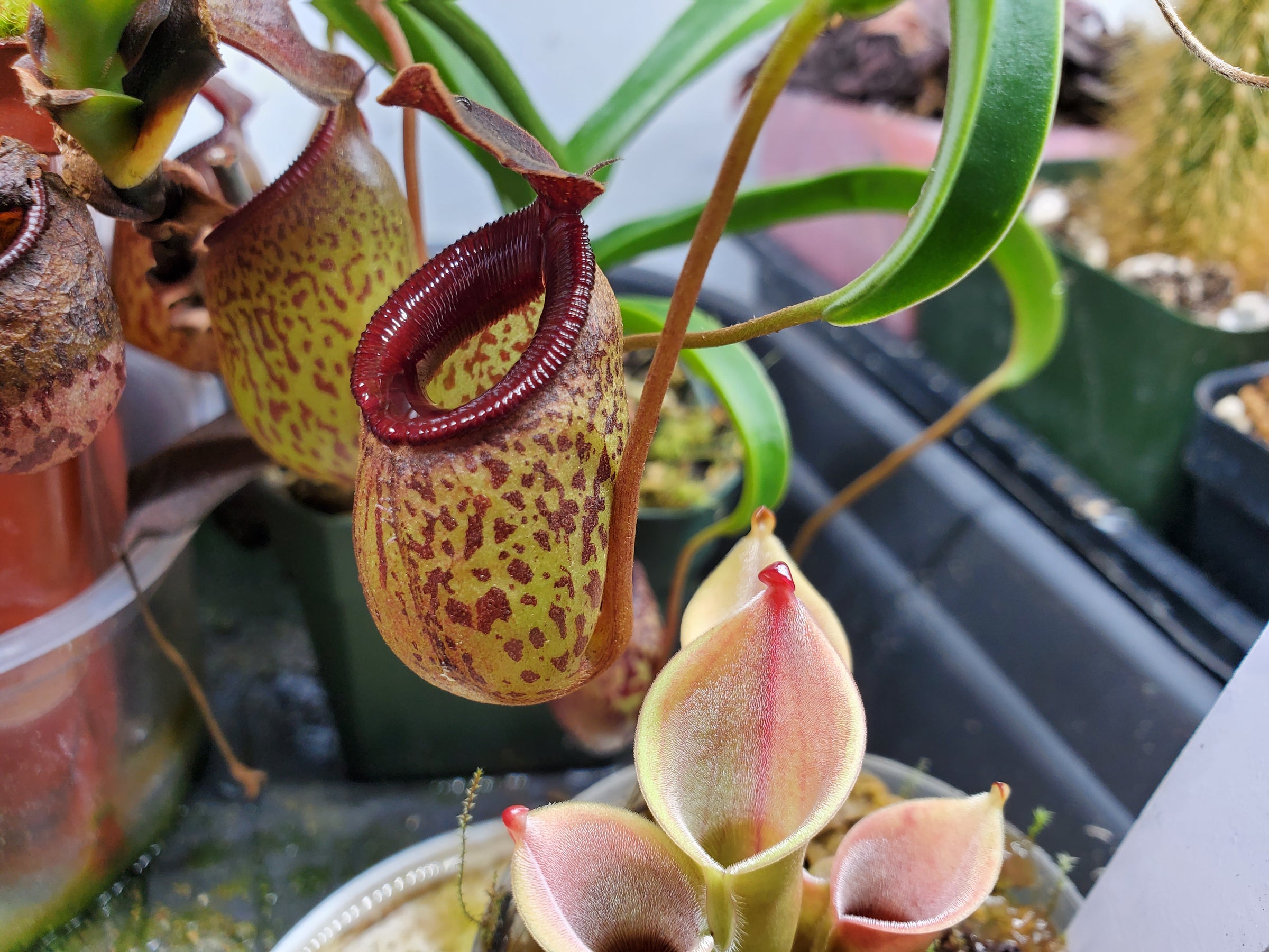 Carnivorous Plants (View Only)
