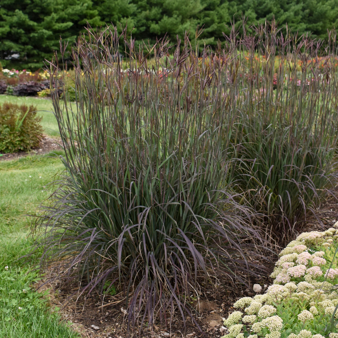 Perennial Grasses (View Only)