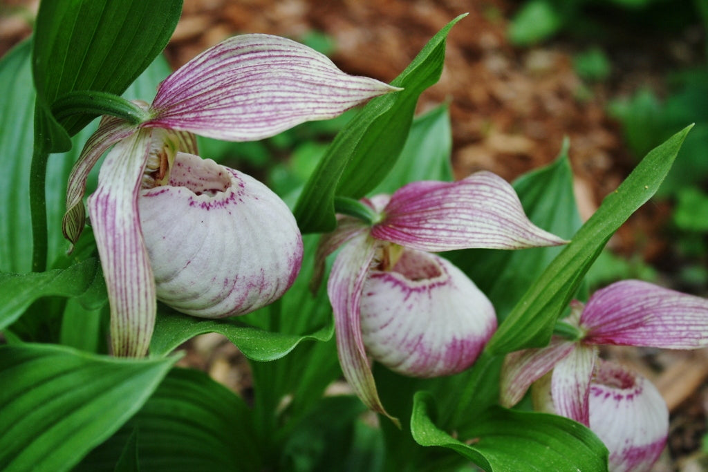 Shade Perennials (View Only)