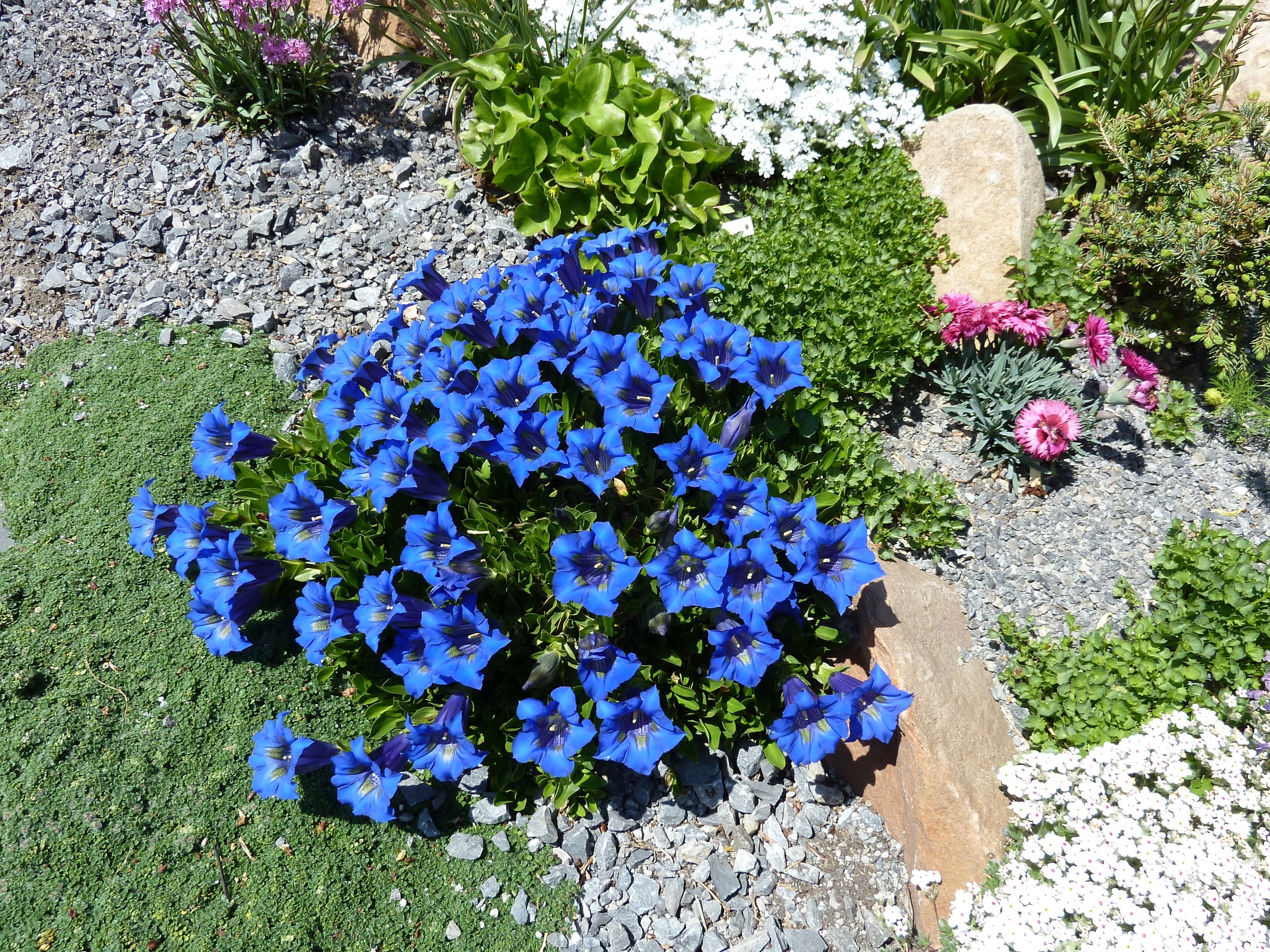 Perennial Groundcover (View Only)