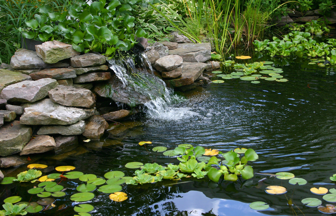 Pond Supplies (View Only)