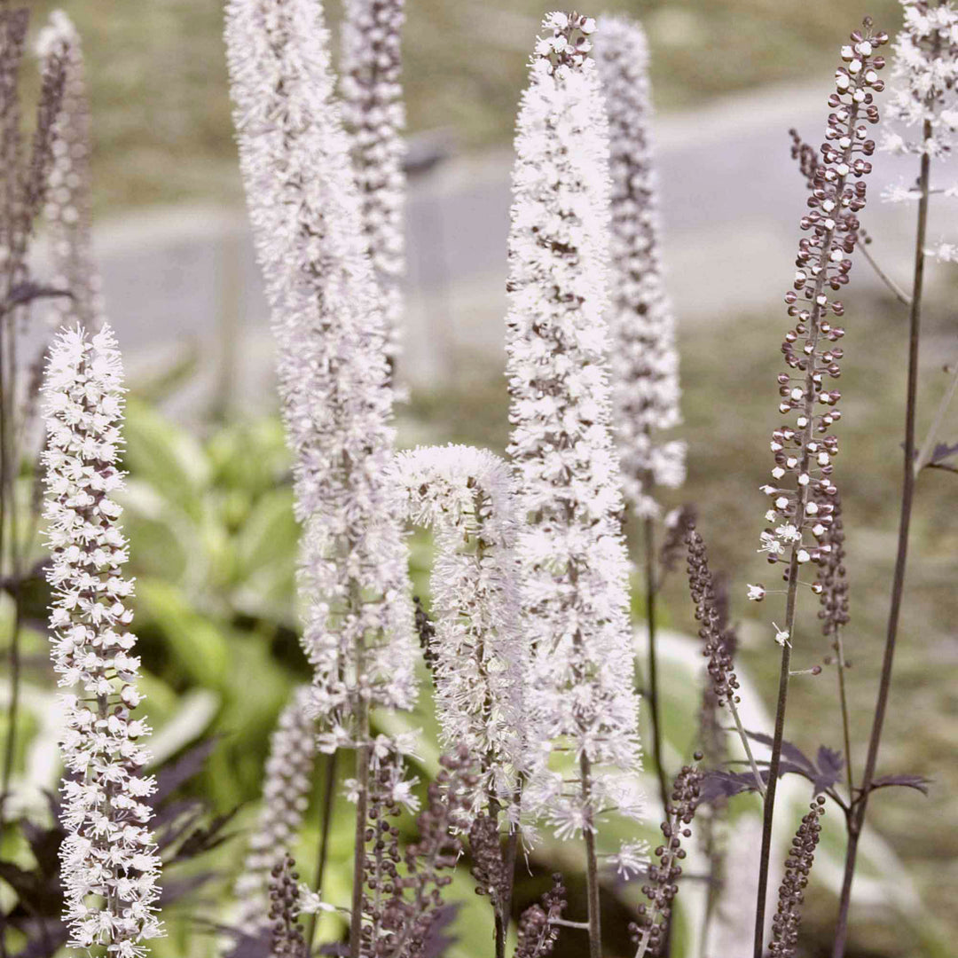 Actaea simplex 'Hillside Black Beauty', close-up of flowers.