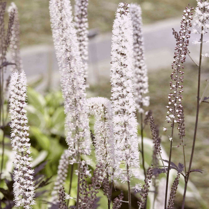 Actaea simplex 'Hillside Black Beauty', close-up of flowers.