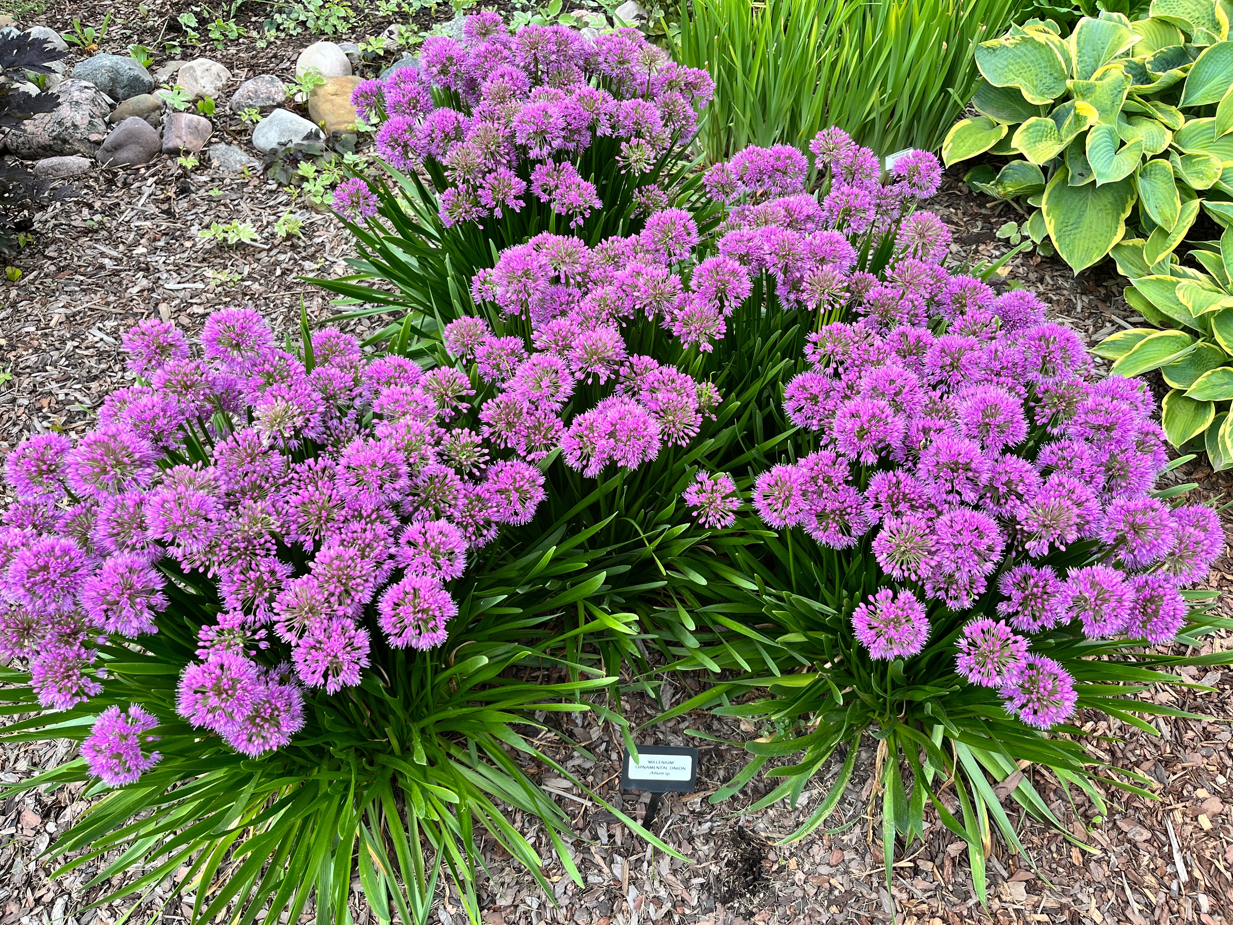 allium ☆ Allium Serendipity - Walter Blom Plants B.V.