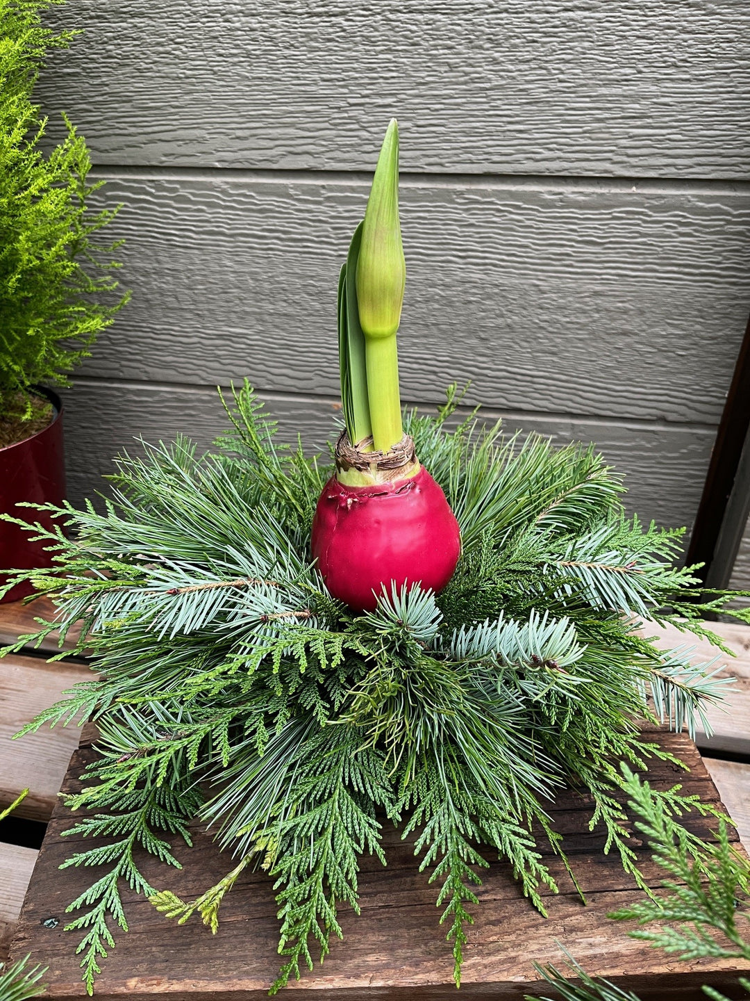 Amaryllis Centerpiece 2025