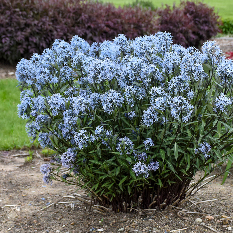 Amsonia tabernaemontana 'Storm Cloud' (blue star), entire plant in bloom.
