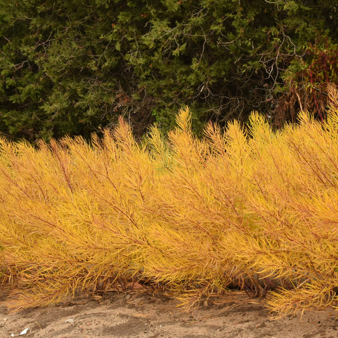 Amsonia hubrichtii 'String Theory' (blue star), fall colour.