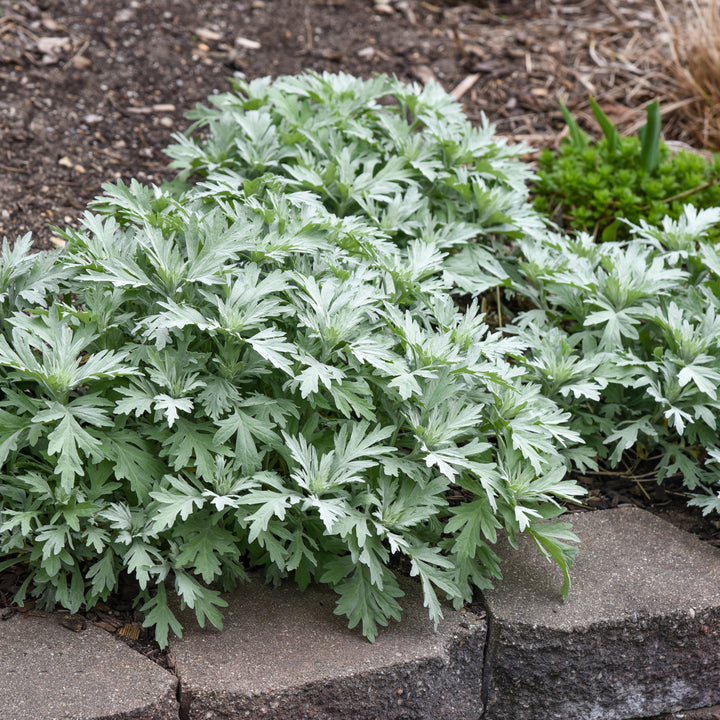 Sagebrush 'Silver Lining'