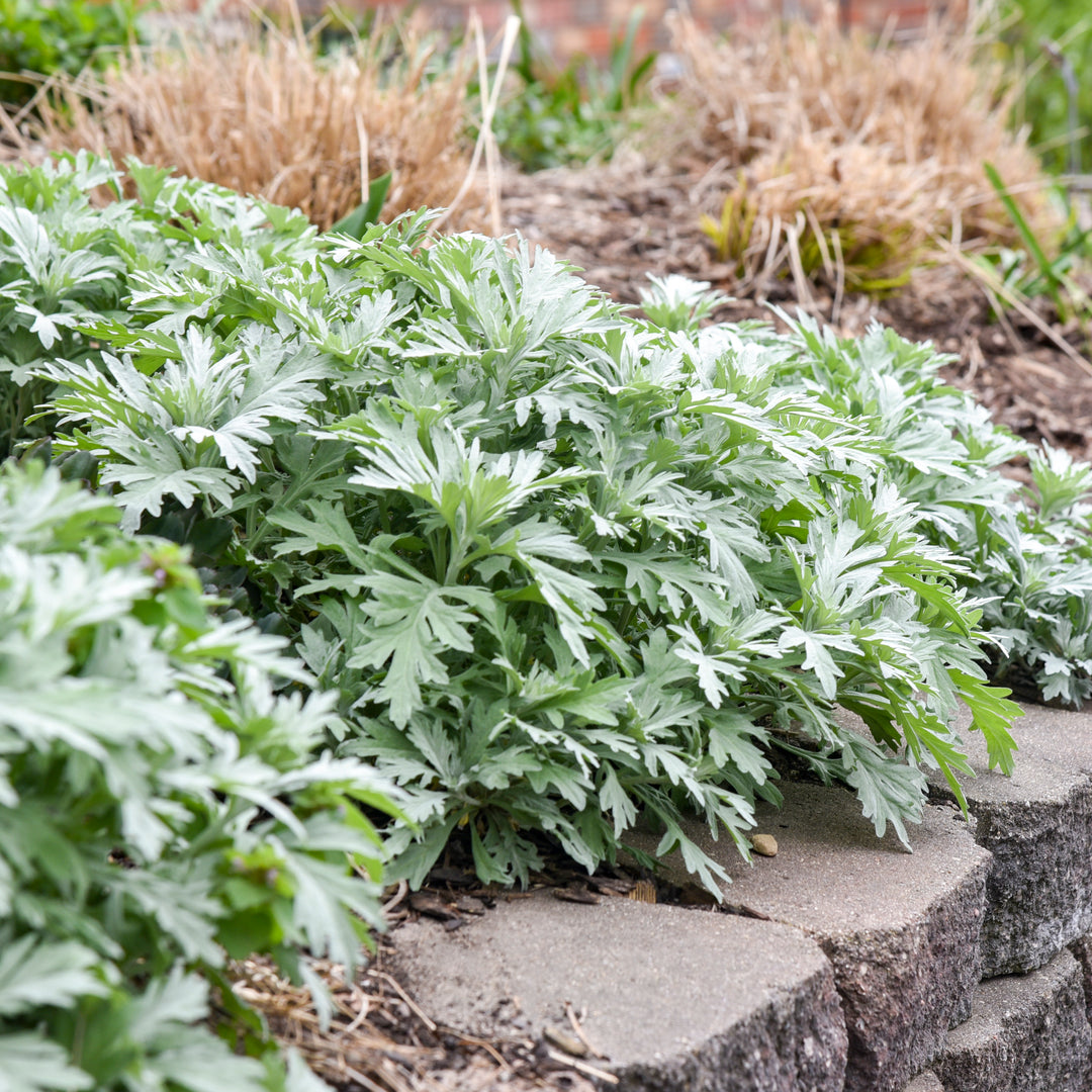 Sagebrush 'Silver Lining'