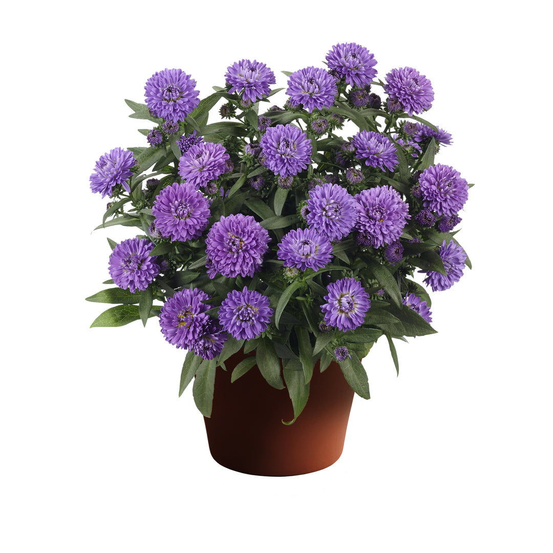 Aster Showmakers Blue Bayou