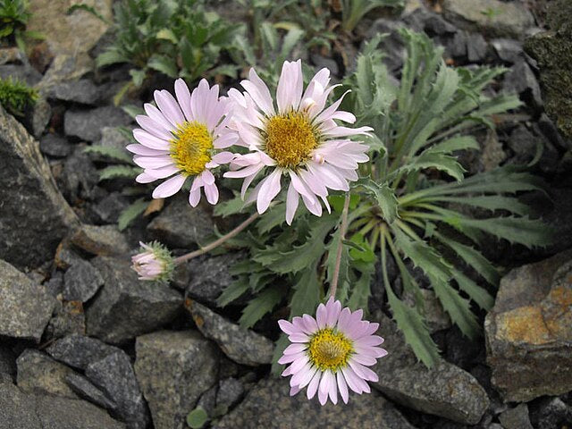 Aster, Colorado