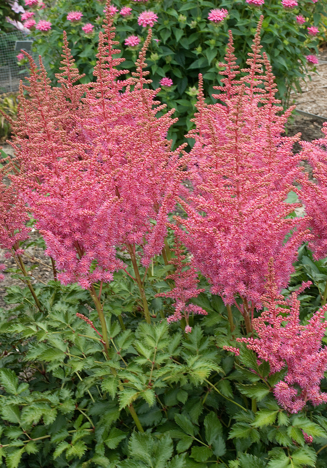 Astilbe 'Rise and Shine'