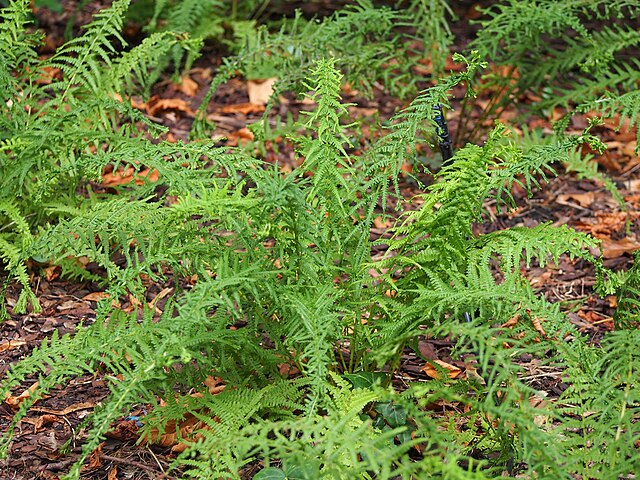 Fern, Lady 'Victoriae'