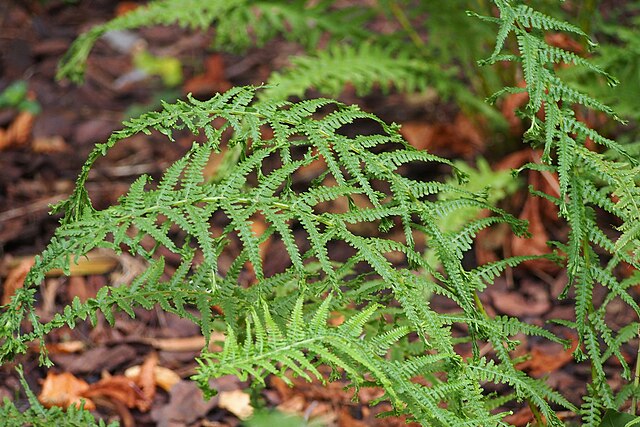 Fern, Lady 'Victoriae'