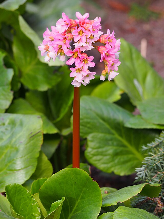 Бадан сердцелистный — Цветение