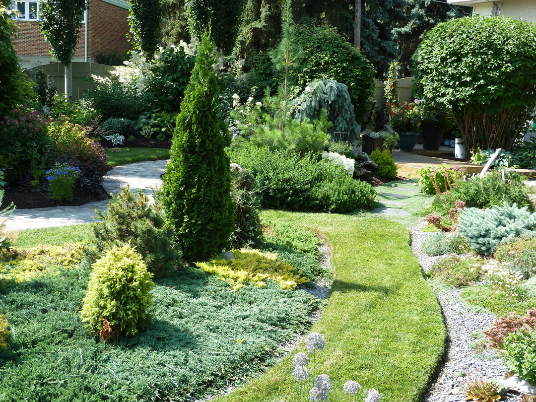 Tour & Learn: Outstanding Evergreens - Thurs. June 18 @ 6:30pm