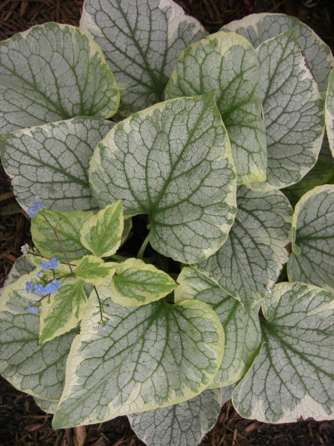 Siberian Bugloss 'King's Ransom'