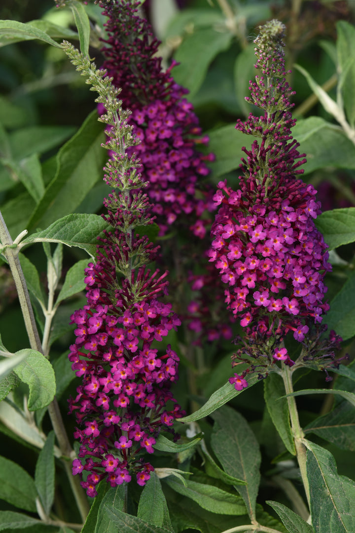 Butterfly Bush 'Chrysalis Cranberry'