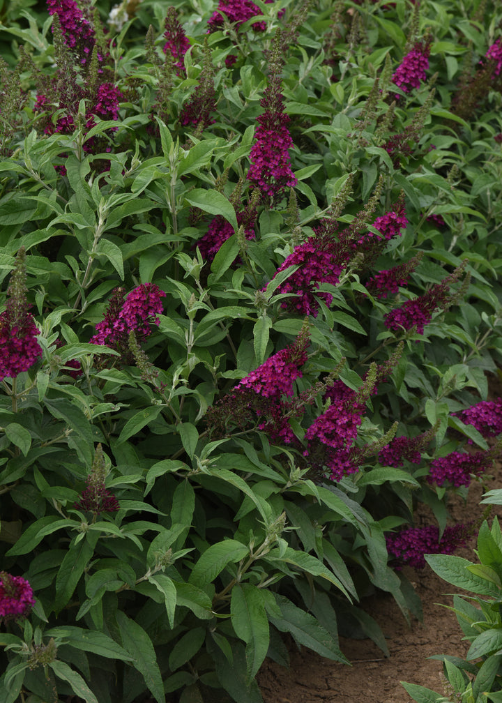 Butterfly Bush 'Chrysalis Cranberry'