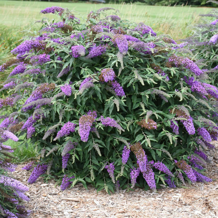 Buddleia 'Violet Cascade' (butterfly bush), entire plant in bloom.