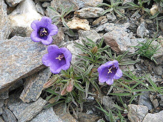 Bellflower, Alpine